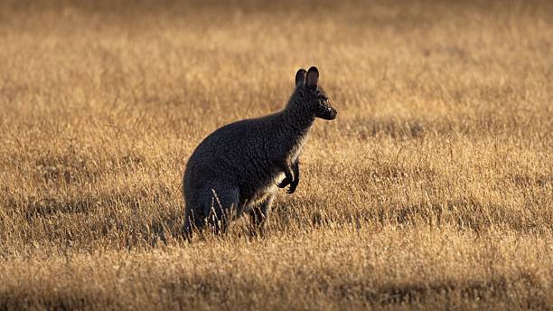 istock Wallaby enjoring early morning sunrise. 2207444621