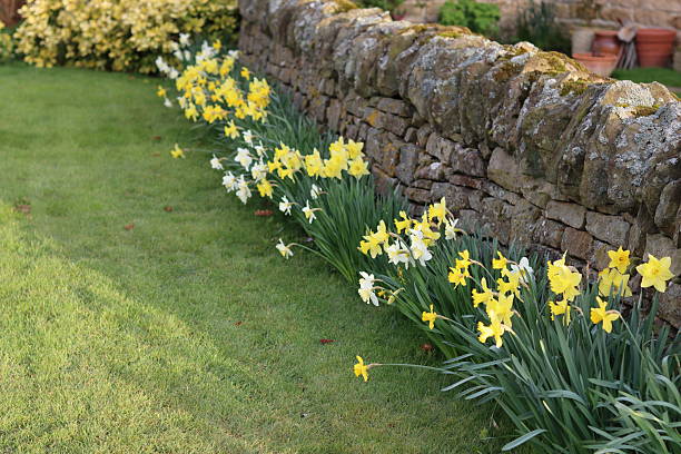Row of daffodils in spring against a stone wall