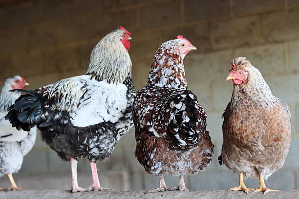 Cockerel and hens in a line on a barn wall