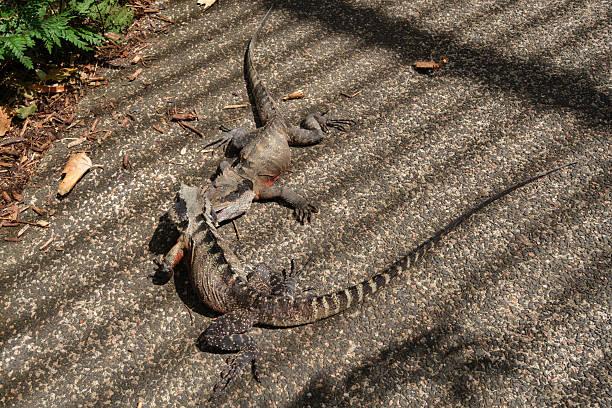 Australian Water Dragon, Intellagama lesueurii, fighting in dappled sunlight.