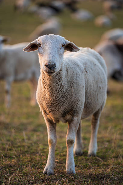 istock An adorable sheep with soft wool attentively looks directly into camera with kind eyes. Concept of farming, nature, rural life. 2207449217