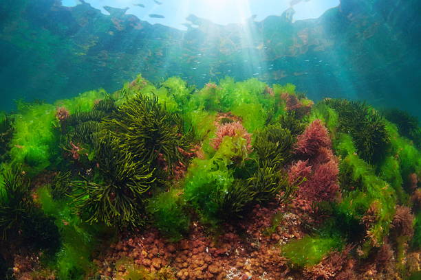istock Green and red seaweed underwater in the Atlantic ocean 2207449547