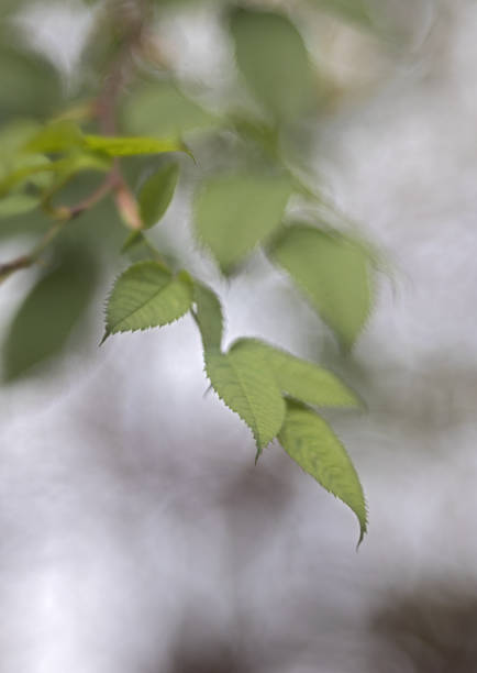 delicate leaves of a rose bush against a light grey, blurred background