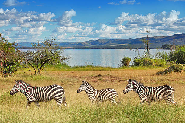 Three Zebras at Akagera National Park in Rwanda