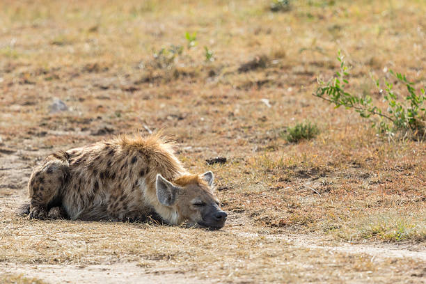 istock Hyena lying and sleeping on the ground 2207450909