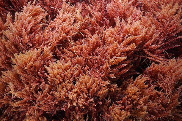 Red seaweed harpoon weed Asparagopsis armata