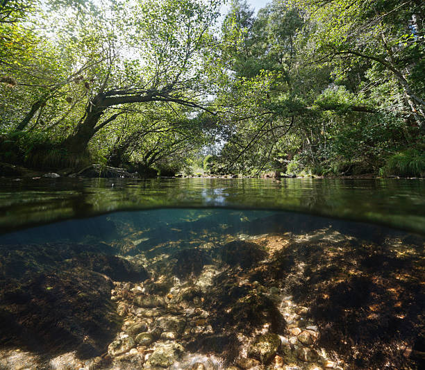 istock River and trees foliage over and under water surface Spain 2207451520
