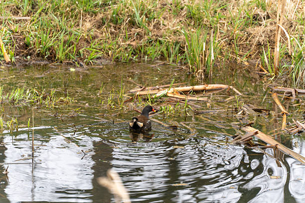 istock A moorhen swims in a pond. 2207452383