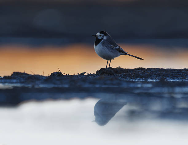 istock White wagtail (Motacilla alba) feeding in the wetlands in spring. 2207454535