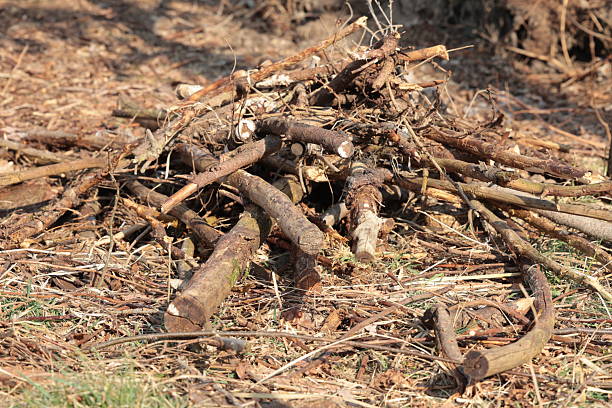 istock a pile of dry spruce branches to burn 2207454780