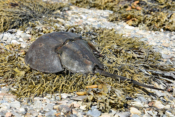 Atlantic horseshoe crab on a bed of seaweed in Maine.