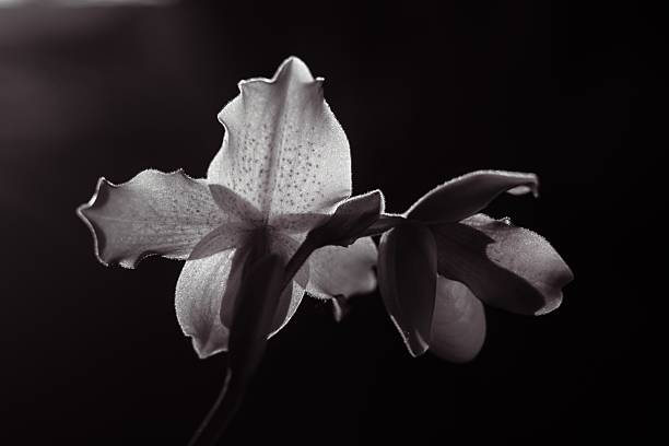 istock A close-up image of a flower in grayscale tones. 2207457242
