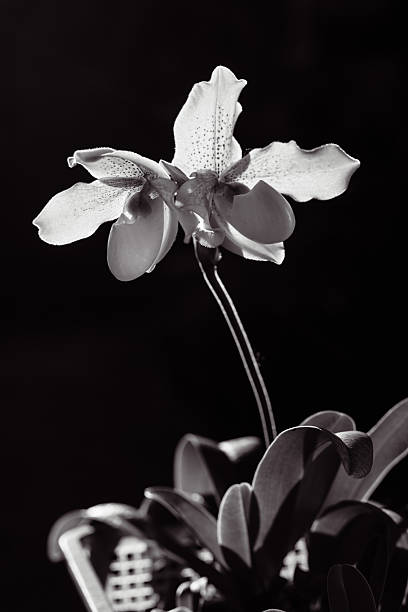 istock A close-up image of a flower in grayscale tones. 2207457251
