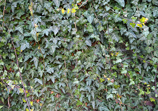 istock Dense green ivy covers a brick wall in an urban setting during daylight hours 2207457868