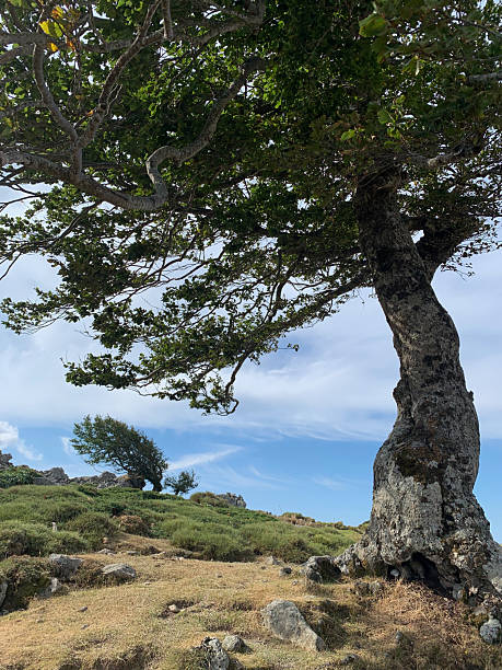 istock Trees in Corsica between Col de Vergio and Nino lake 2207458523