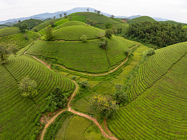 istock High angle view Rows of growing tea plantation at Long Coc mountains, Phu Tho province,Texture of Green tea leaf in northern Vietnam 2207459455