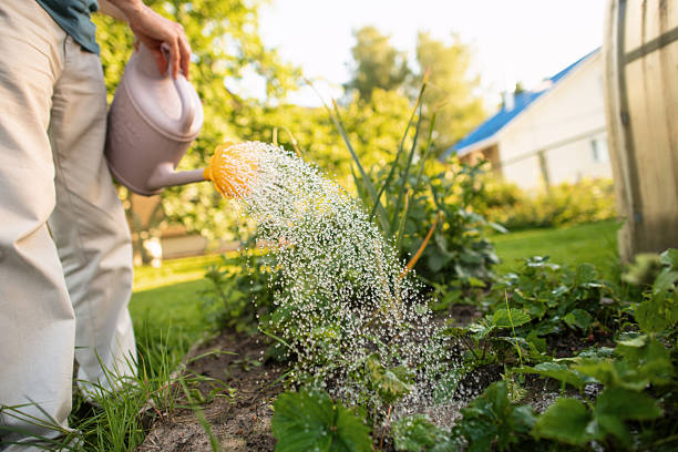 istock Senior man watering plants in a garden 2207459817
