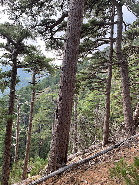 istock Sambuccu forest in Corsica 2207459910