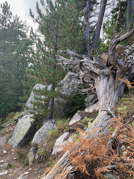 istock Sambuccu forest in Corsica 2207459924