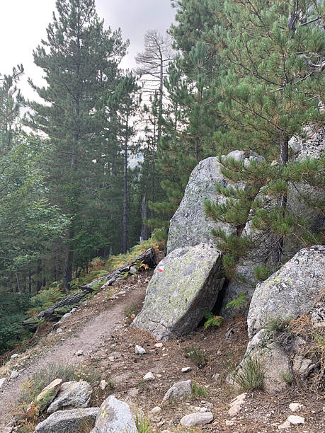 istock Sambuccu forest in Corsica 2207459926