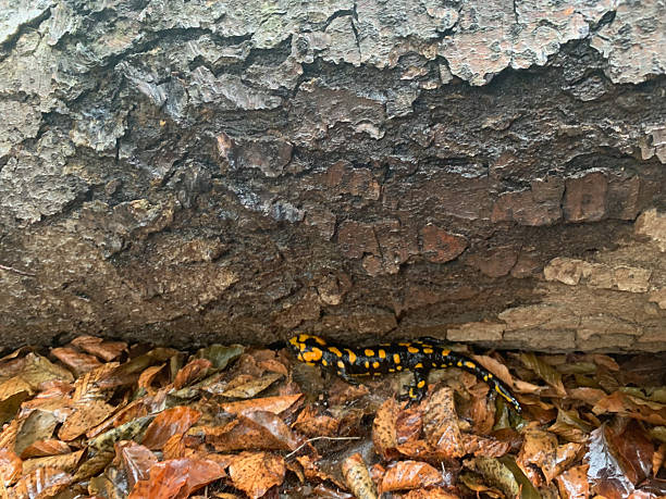 istock Salamander in South Corsica 2207460168
