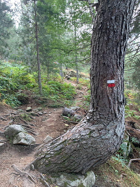 istock Col de Verde forest in Corsica 2207460814