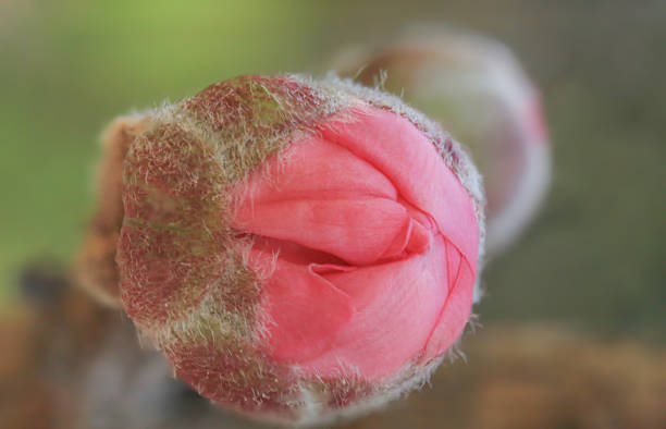Beautiful sakura flower pistil before blowing