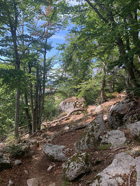 istock Trees on the GR20 South in Corsica 2207461990