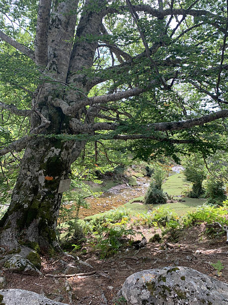 istock Landscape on the GR20 South in Corsica 2207462043