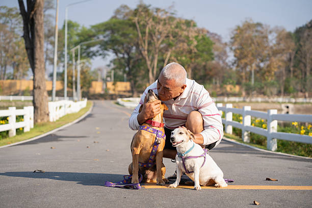 istock An elderly man walks his dog for exercise in a park. 2207463245