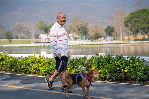An elderly man walks his dog for exercise in a park.