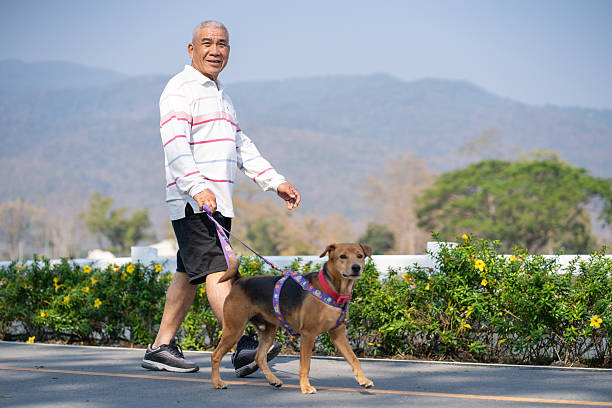 istock An elderly man walks his dog for exercise in a park. 2207463292