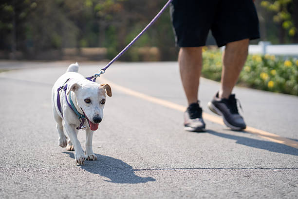 istock An elderly man walks his dog for exercise in a park. 2207463299