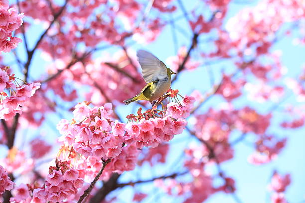 istock Cherry blossoms and Japanese white-eye 2207464482