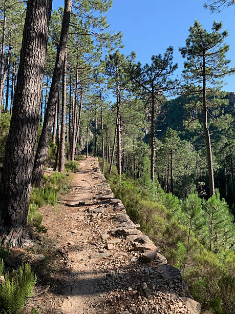 istock Corsican pines on the GR20-South 2207464646