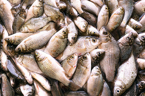 istock Fresh catch of fish close-up. 2207466777