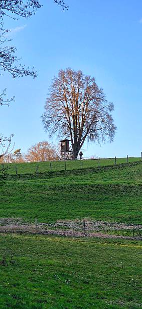 istock hunting stand in Bavaria 2207467224
