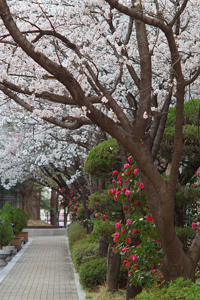 istock Spring lane with cherry blossoms and camellia flowers 2207468545