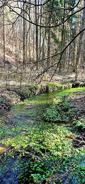 istock green river in forest in forest Biberschwelle Bavaria 2207468846