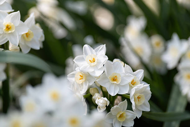 istock Daffodil flowers in full bloom 2207470152