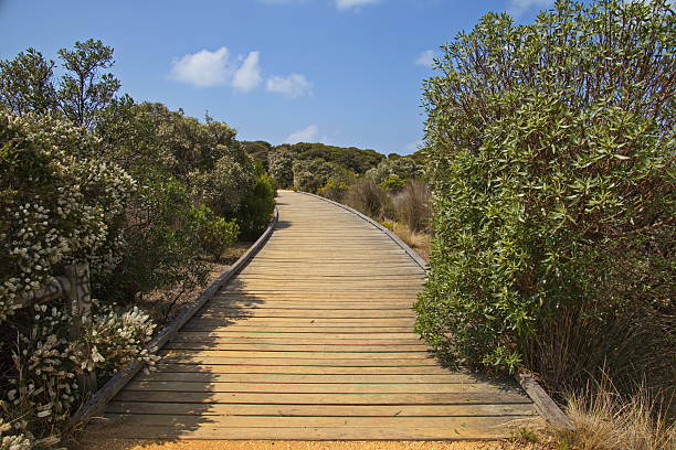 Boardwalk at Anglesea River in Anglesea, Victoria, Australia