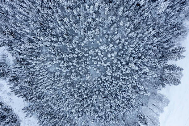 istock Winter pine forest, drone aerial view, in the Bavarian Alps, Germany 2207470441