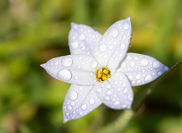 istock White flowers wet with rain 2207470865