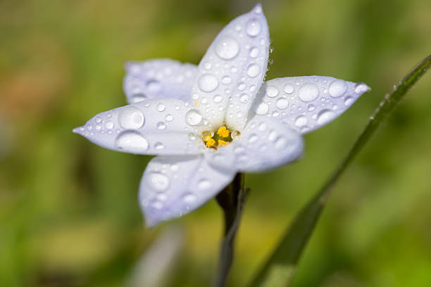 istock White flowers wet with rain 2207470892