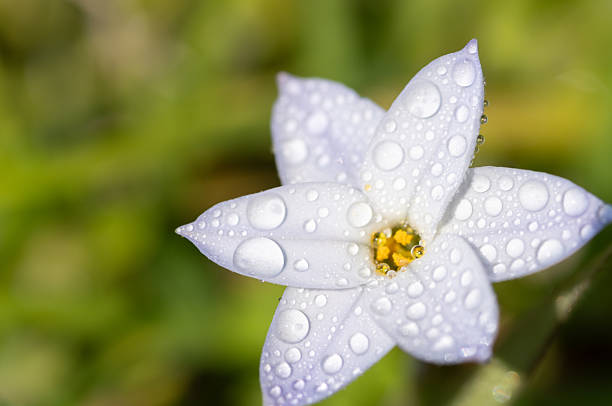 White flowers wet with rain