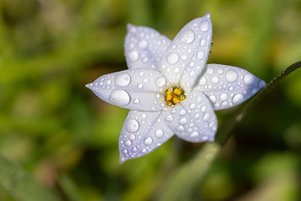 istock White flowers wet with rain 2207470901