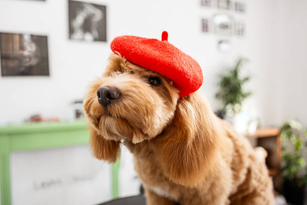 Cute poodle dog with beret in the dog grooming salon