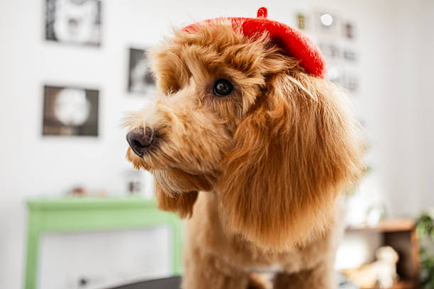 Cute poodle dog with beret in the dog grooming salon
