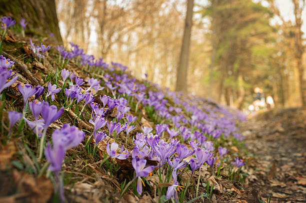 istock Wild purple crocuses blooming in the forest. 2207471852