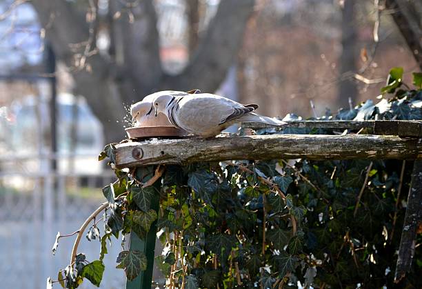 gray pigeons eat from the feeder